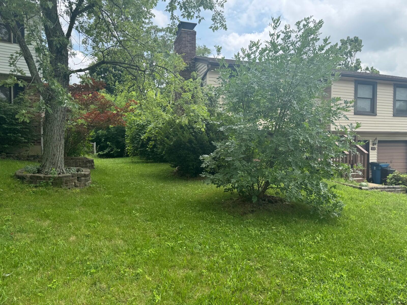 Blumen Bush Removal